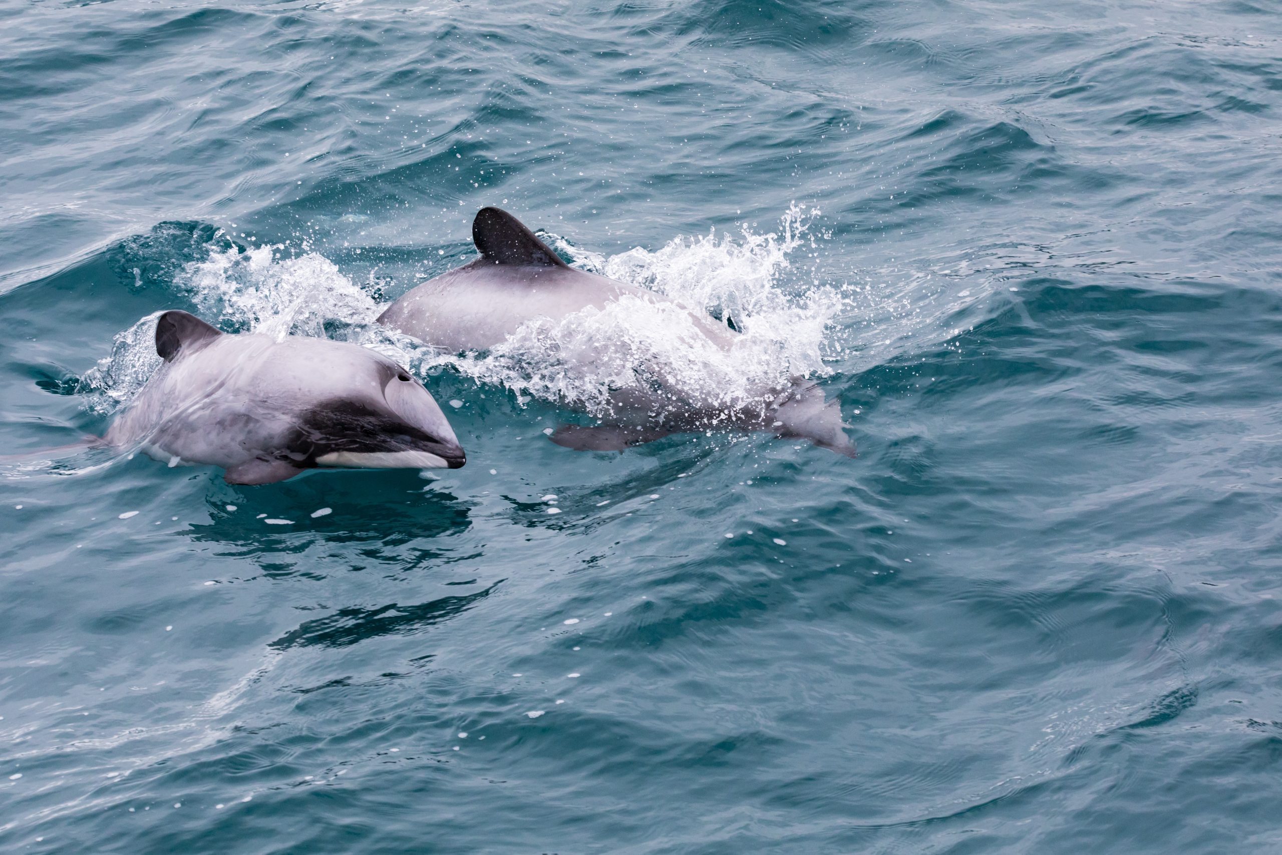 two dolphins in the sea