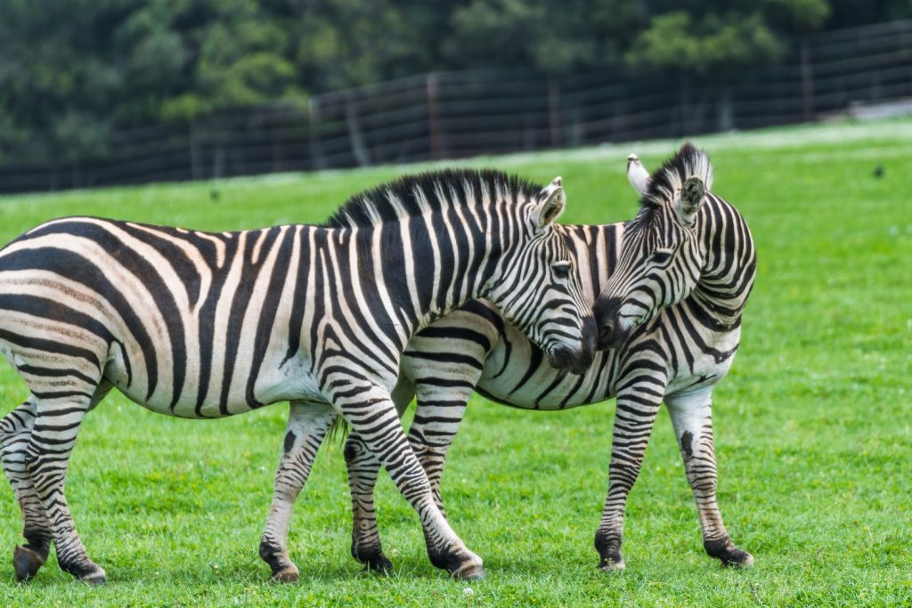 Brijuni National Park