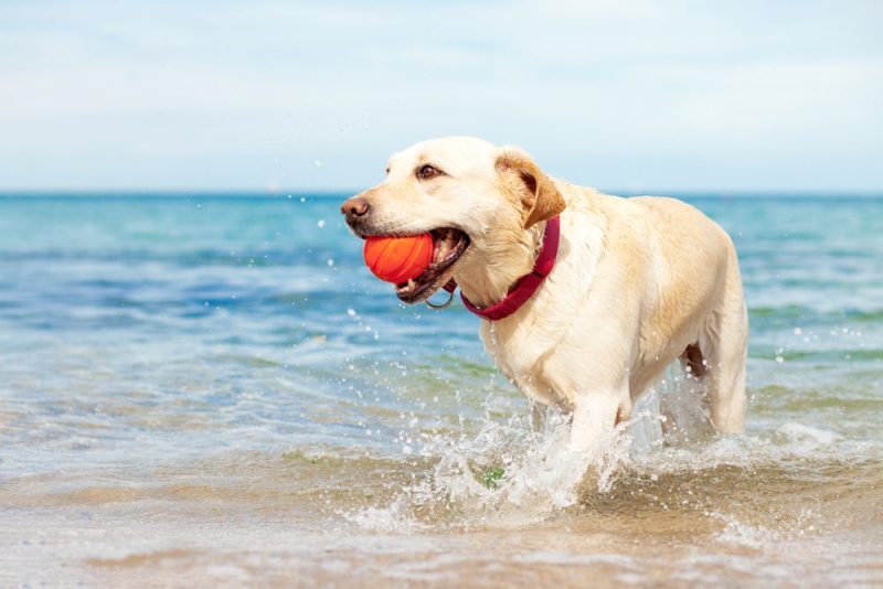 wetdogplayingintheseawithaballin